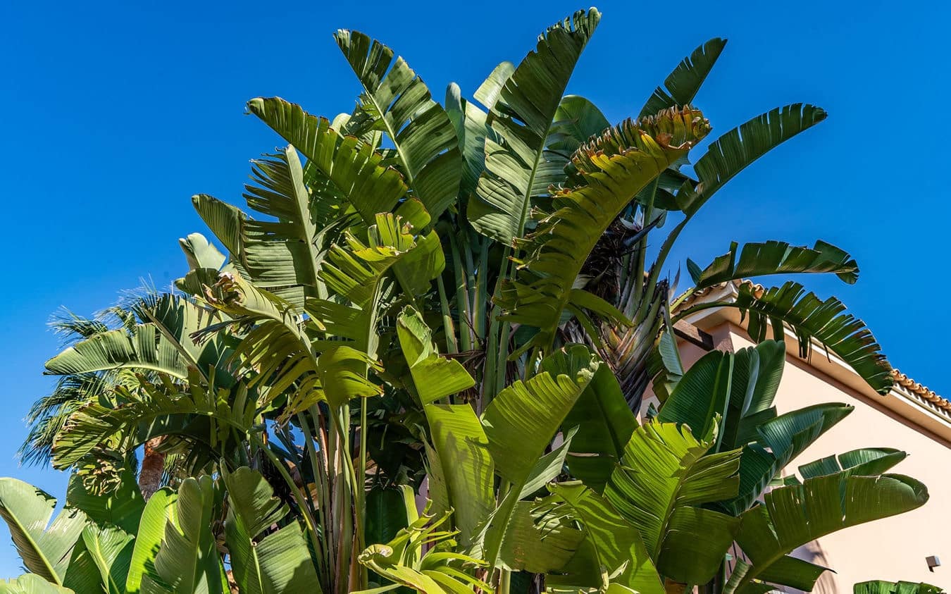 2 soveværelse Lejlighed til salg i Sa Rapita / La Rapita med swimmingpool garage - € 650.000 (Ref: 9447276)