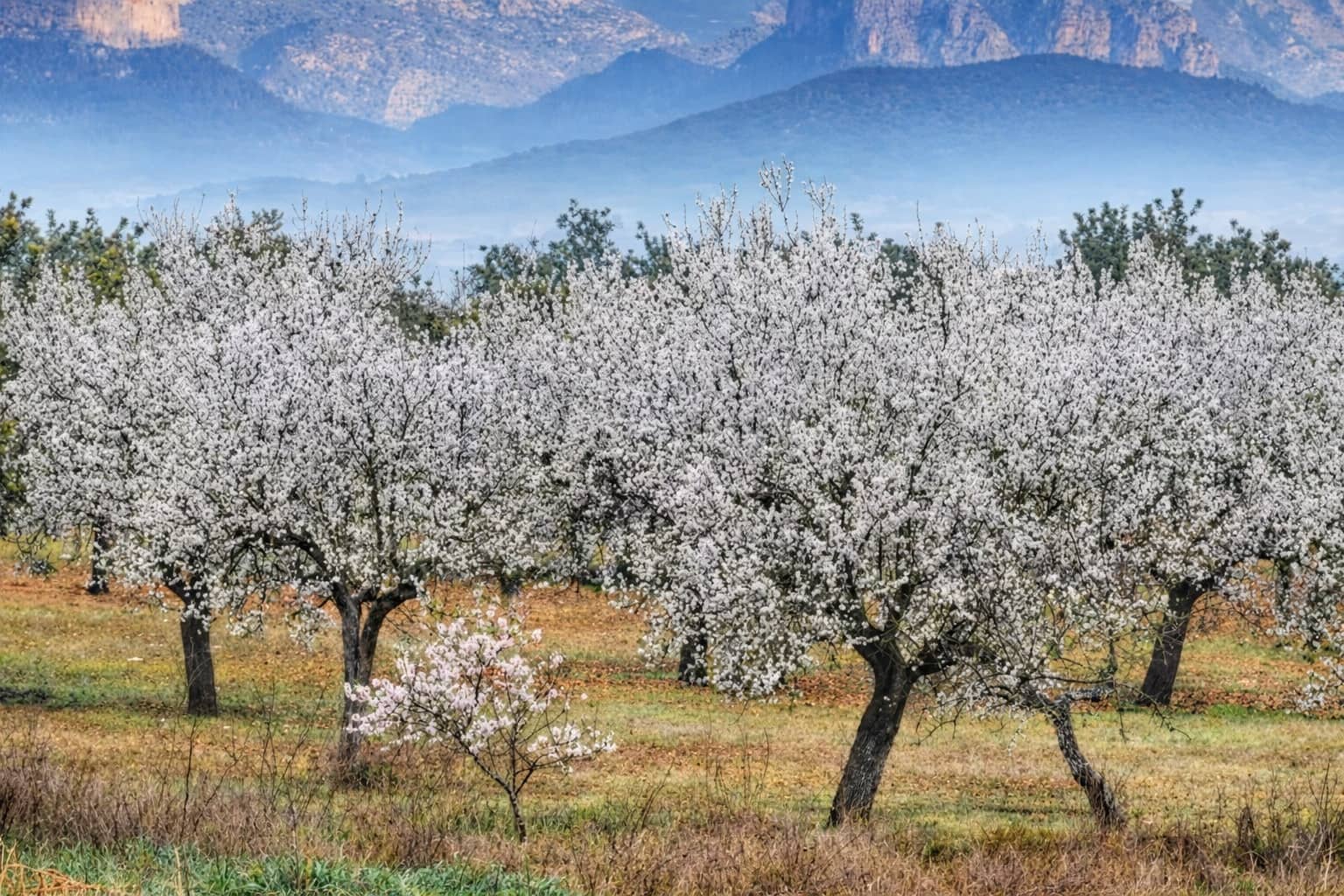 3 slaapkamer Finca/Landhuis te huur in Palma de Mallorca - € 2.700 (Ref: 9462914)