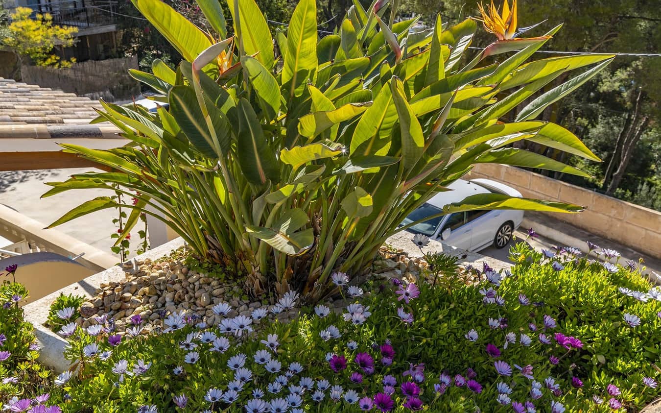 2 soveværelse Lejlighed til salg i Peguera / Paguera med swimmingpool garage - € 895.000 (Ref: 9478876)