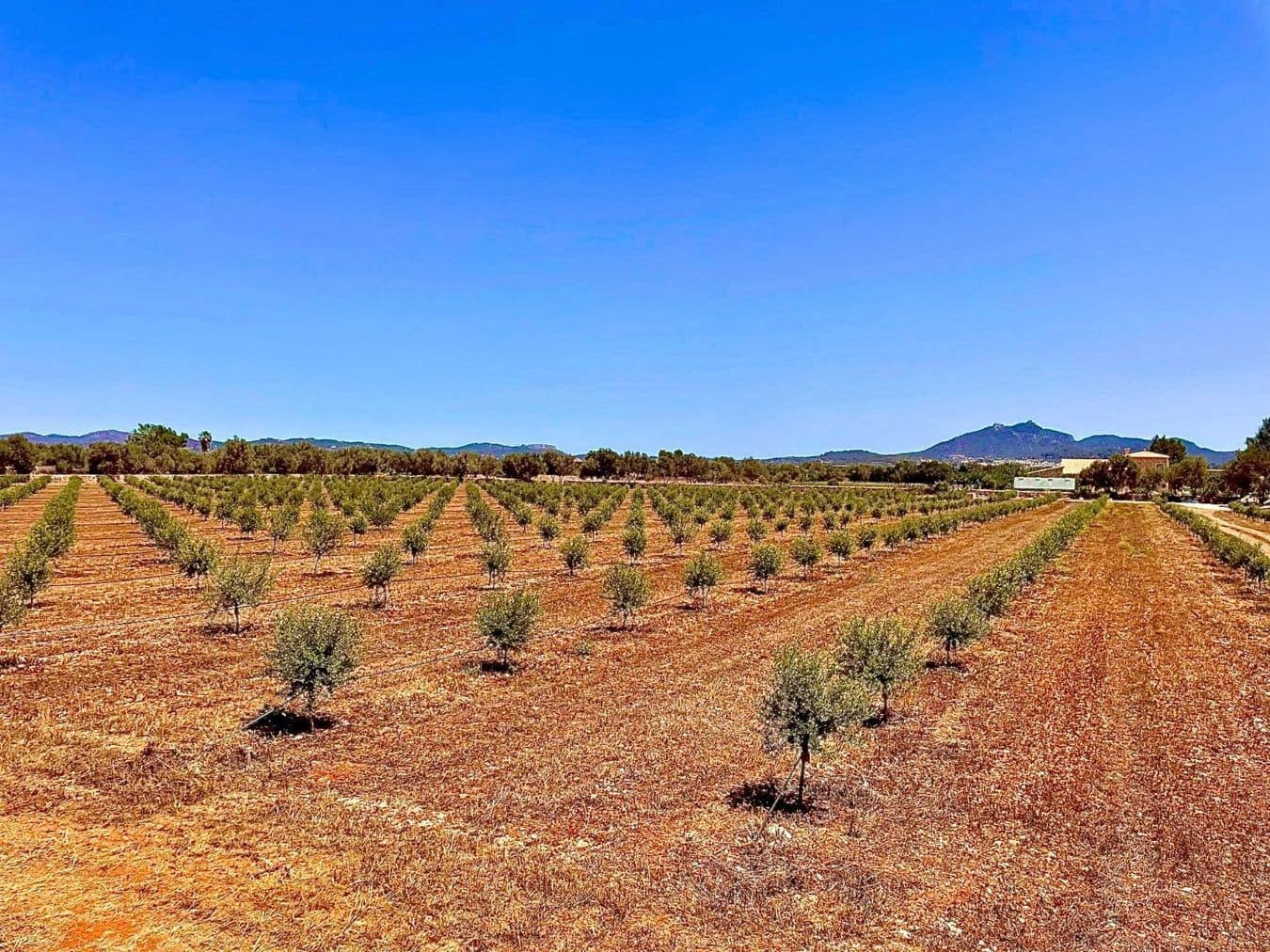 5 soveværelse Villa til salg i Llucmajor med swimmingpool garage - € 5.950.000 (Ref: 9486580)