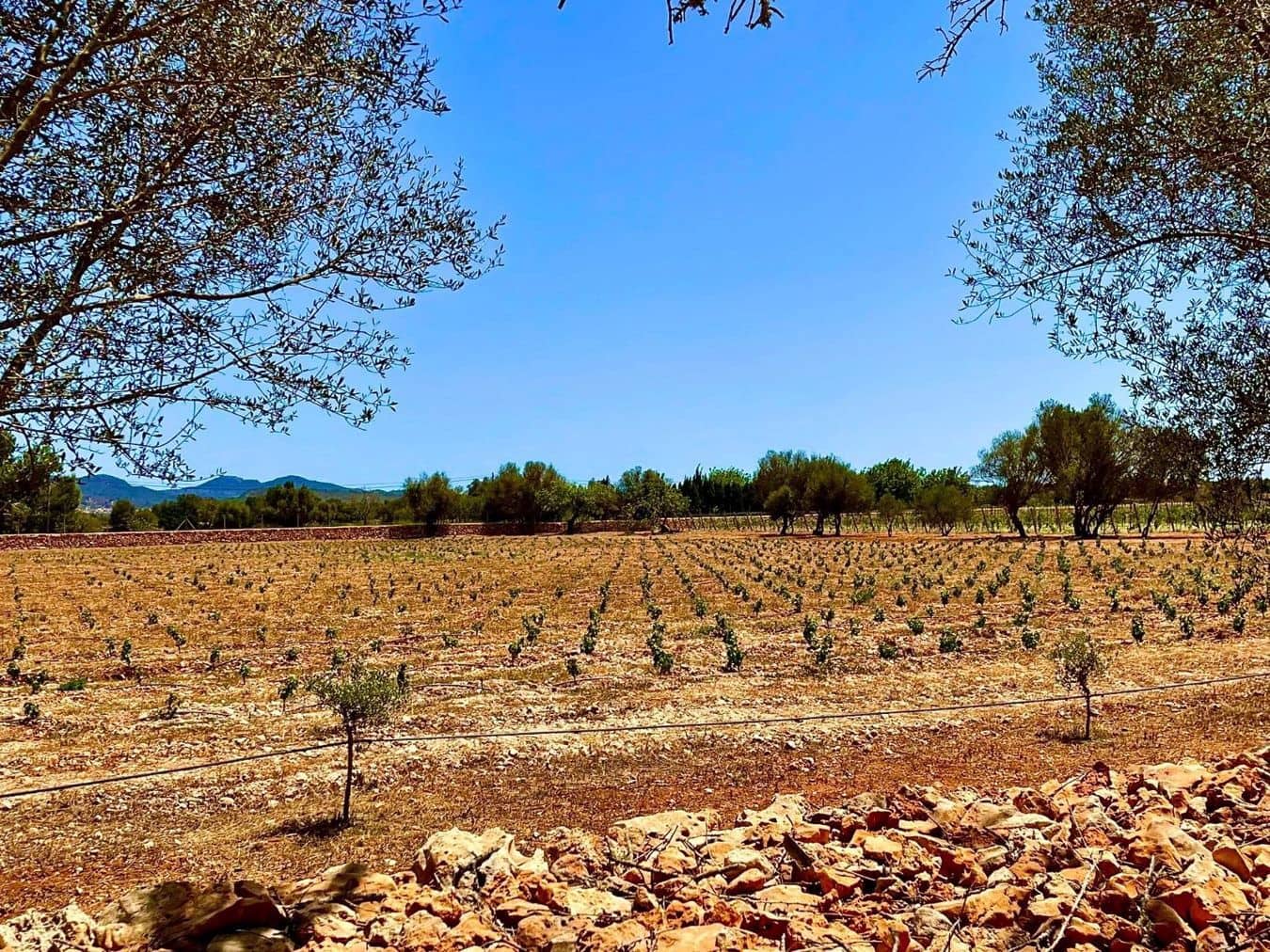 5 soveværelse Villa til salg i Llucmajor med swimmingpool garage - € 5.950.000 (Ref: 9486580)