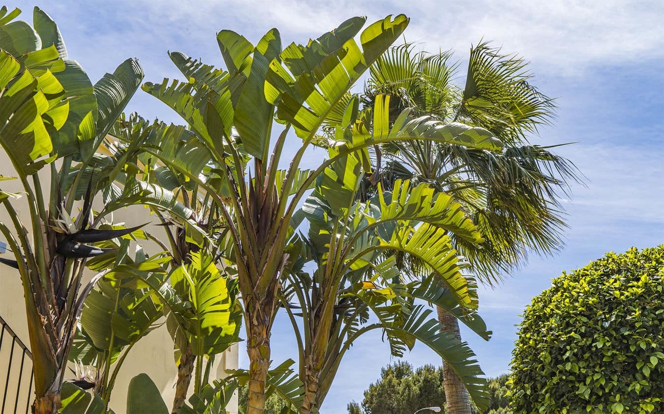 3 makuuhuone Huvila myytävänä paikassa Sa Rapita / La Rapita mukana uima-altaan - 745 000 € (Ref: 9510120)