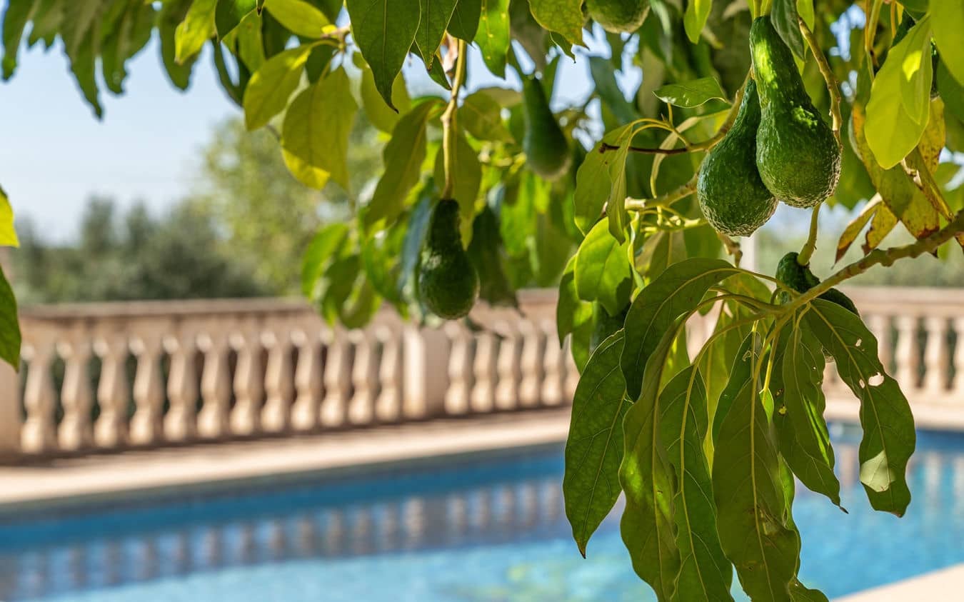 4 bedroom Finca/Country House for sale in Sa Cabaneta / La Cabaneta with pool garage - € 1,575,000 (Ref: 9521781)