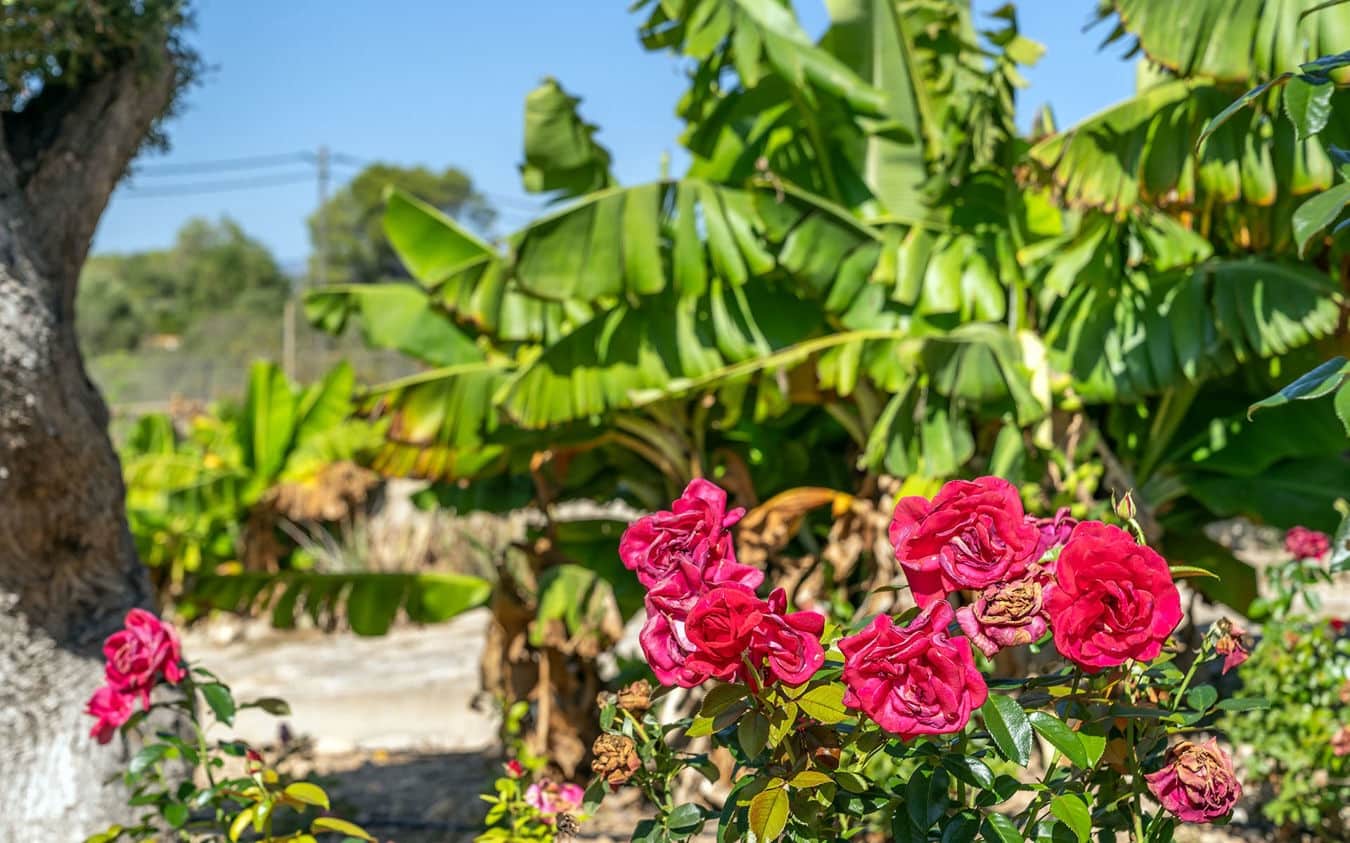 4 bedroom Finca/Country House for sale in Sa Cabaneta / La Cabaneta with pool garage - € 1,575,000 (Ref: 9521781)