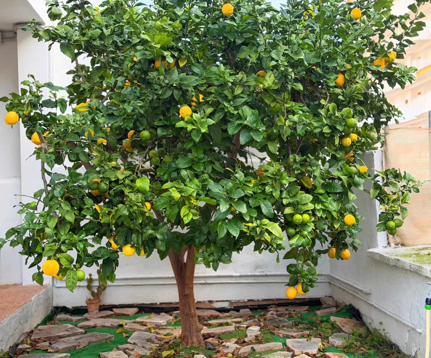 3 bedroom Apartment for rent in Sa Coma - € 1,150 (Ref: 9523594)