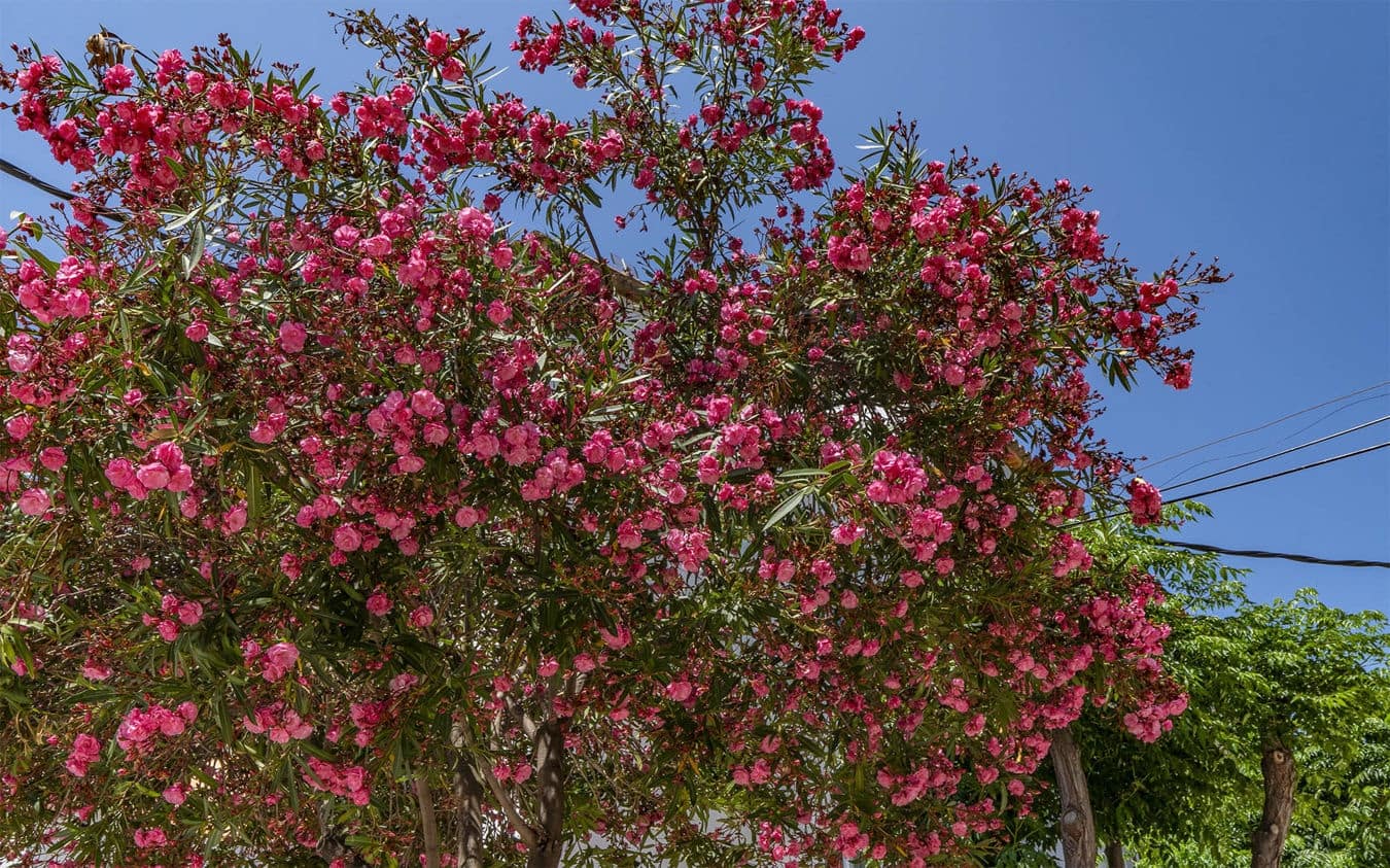 3 soveværelse Lejlighed til salg i Cala Millor med garage - € 378.000 (Ref: 9528776)