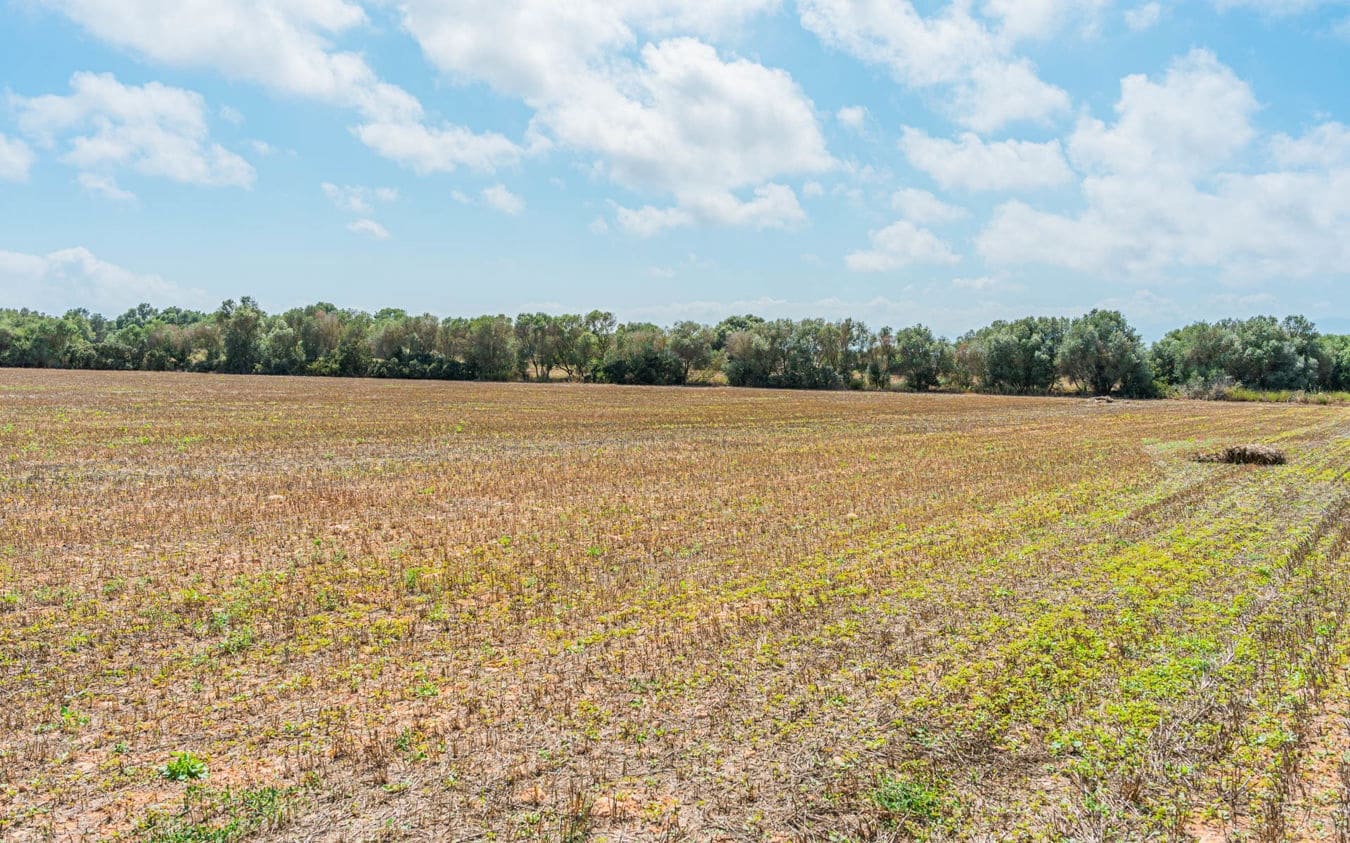 Landgrundstück zu verkaufen in Son Gual - 3.000.000 € (Ref: 9528881)