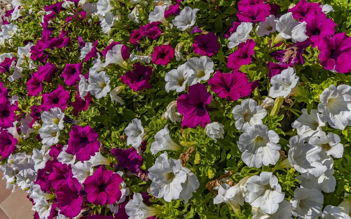 5 soverom Finca/Herregård til salgs i Sencelles med svømmebasseng garasje - € 995 000 (Ref: 9532640)