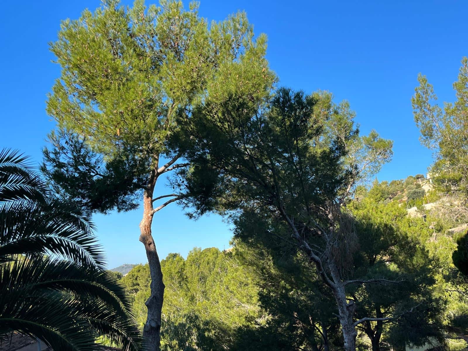 2 sypialnia Apartament na sprzedaż w Costa de la Calma z basenem - 645 000 € (Ref: 9572221)