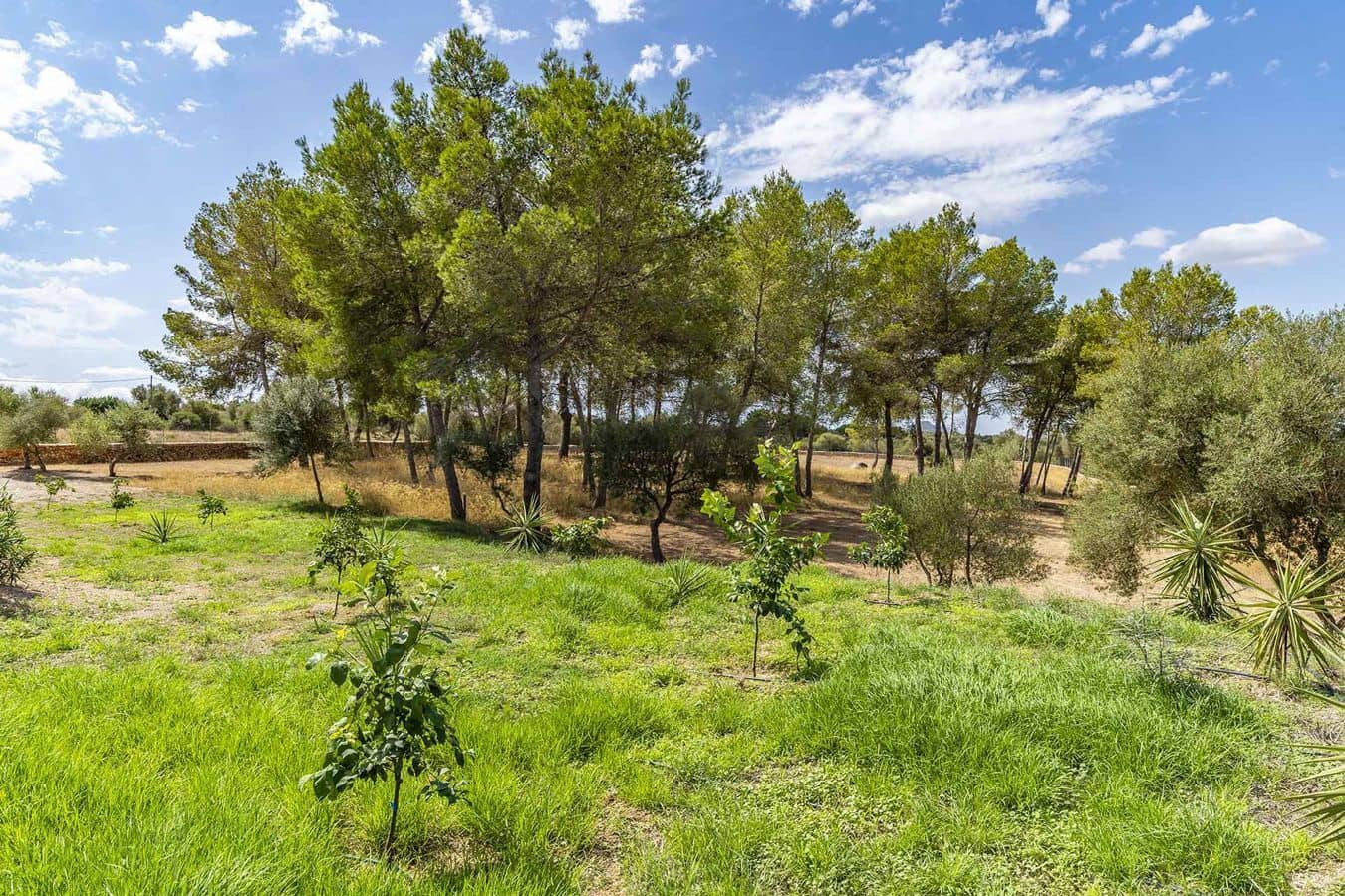 6 soveværelse Finca/Landehus til salg i Ariany med swimmingpool garage - € 3.000.000 (Ref: 9596883)