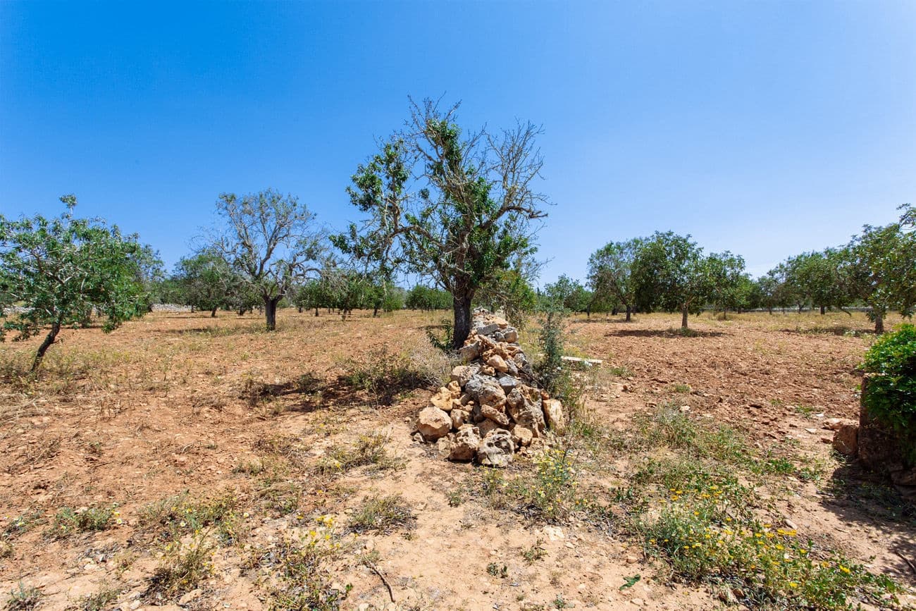 Terre non Aménagée à vendre à Felanitx - 700 000 € (Ref: 9609526)