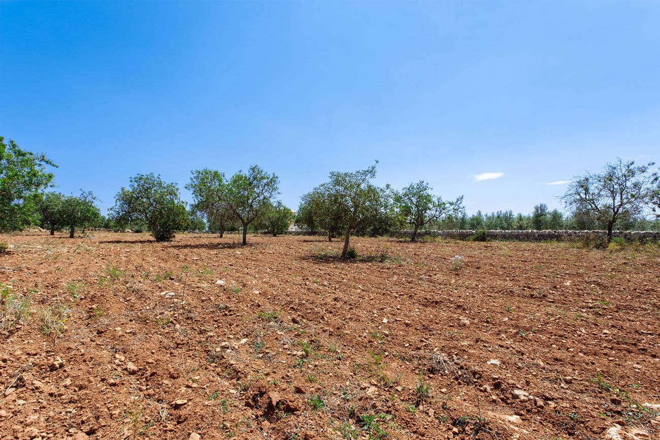 Terre non Aménagée à vendre à Felanitx - 700 000 € (Ref: 9609526)