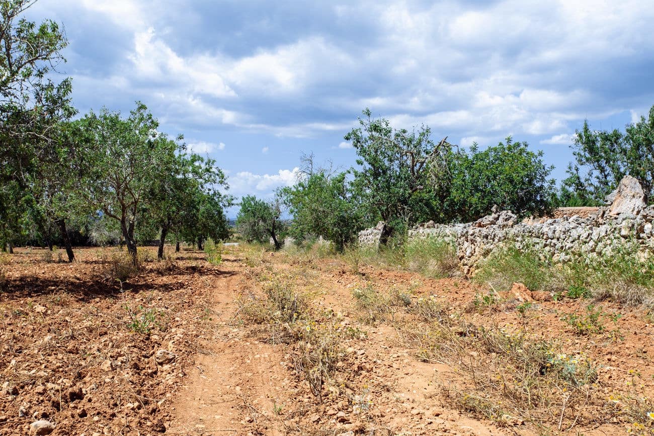 Terre non Aménagée à vendre à Felanitx - 700 000 € (Ref: 9609526)