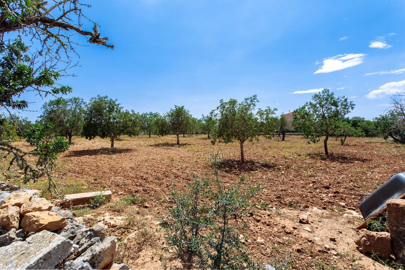 Terre non Aménagée à vendre à Felanitx - 700 000 € (Ref: 9609526)