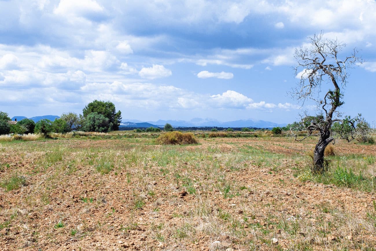 Terre non Aménagée à vendre à Felanitx - 700 000 € (Ref: 9609526)