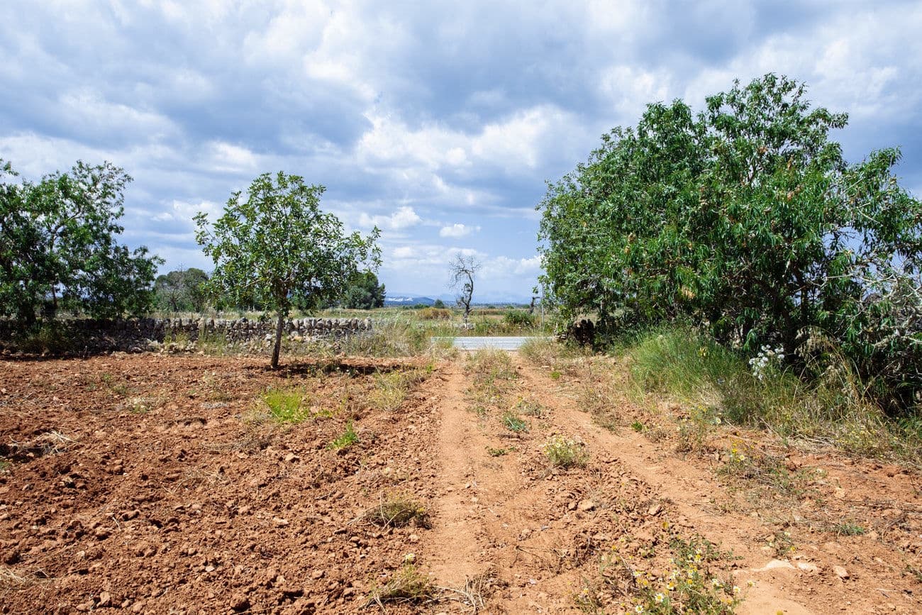 Terre non Aménagée à vendre à Felanitx - 700 000 € (Ref: 9609526)