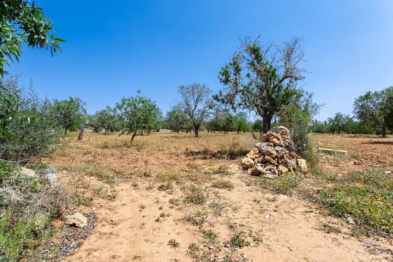 Terre non Aménagée à vendre à Felanitx - 700 000 € (Ref: 9609526)