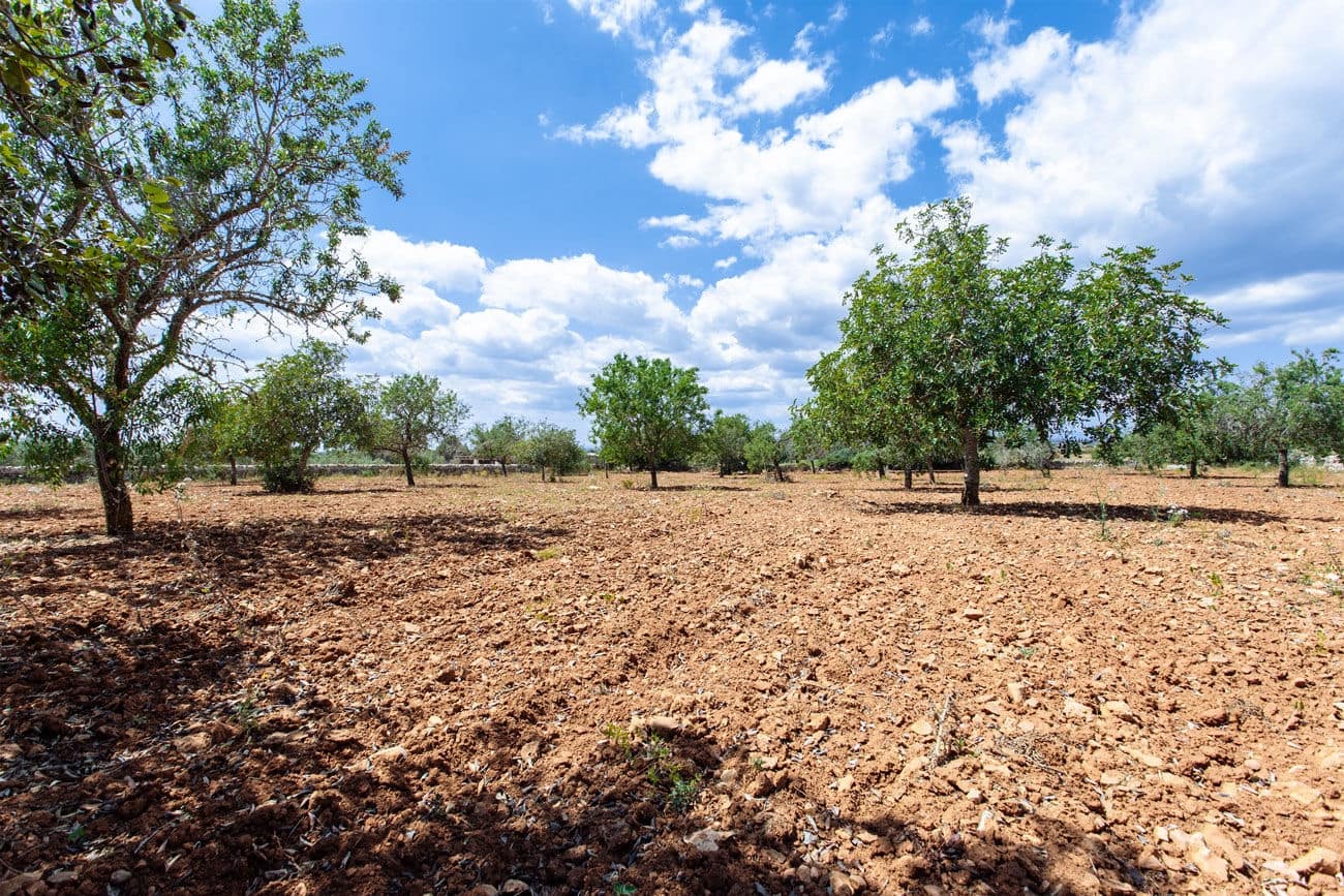 Terre non Aménagée à vendre à Felanitx - 700 000 € (Ref: 9609526)