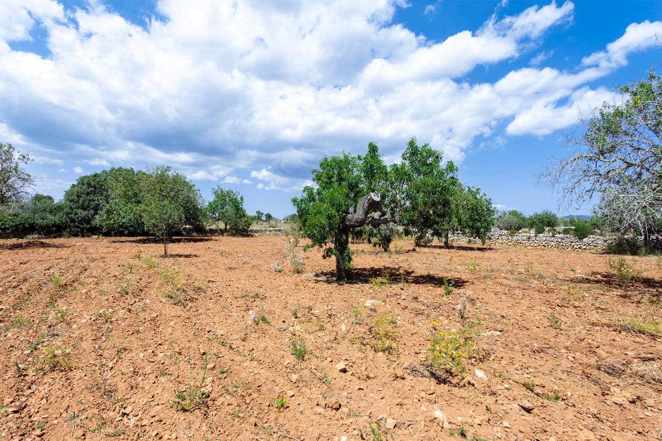 Terre non Aménagée à vendre à Felanitx - 700 000 € (Ref: 9609526)