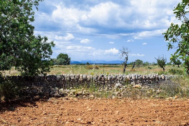 Terre non Aménagée à vendre à Felanitx - 700 000 € (Ref: 9609526)