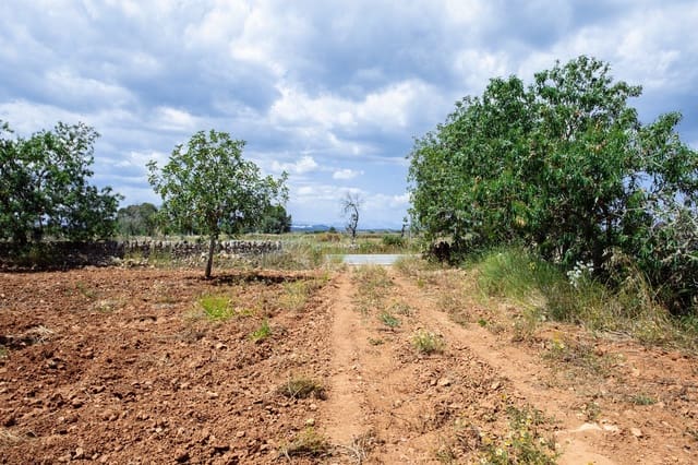 Terre non Aménagée à vendre à Felanitx - 700 000 € (Ref: 9609526)