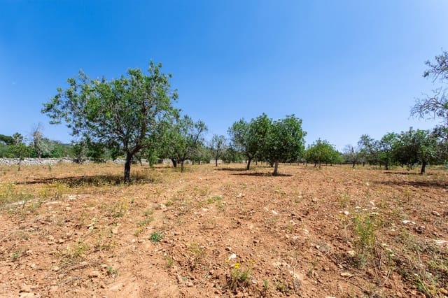 Terre non Aménagée à vendre à Felanitx - 700 000 € (Ref: 9609526)