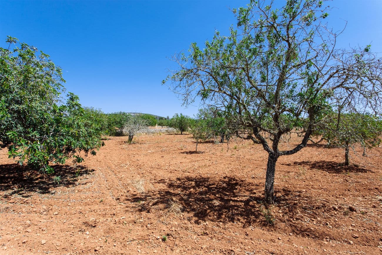 Terre non Aménagée à vendre à Felanitx - 700 000 € (Ref: 9609526)