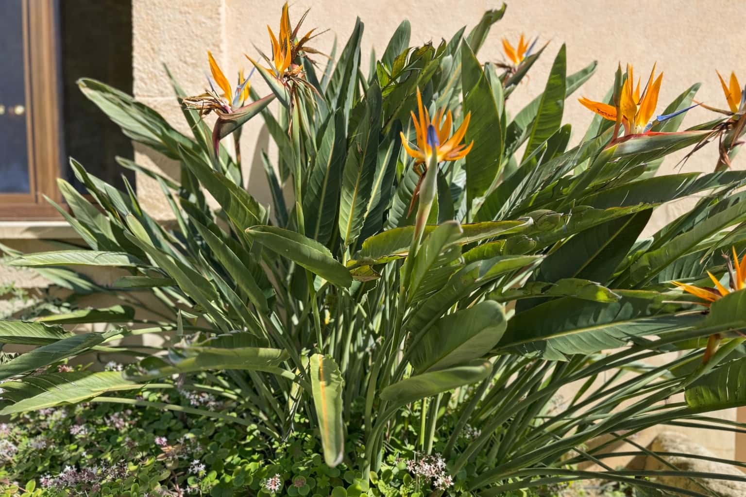 4 bedroom Finca/Country House for sale in Portocristo / Port de Manacor with pool garage - € 1,690,000 (Ref: 9730903)