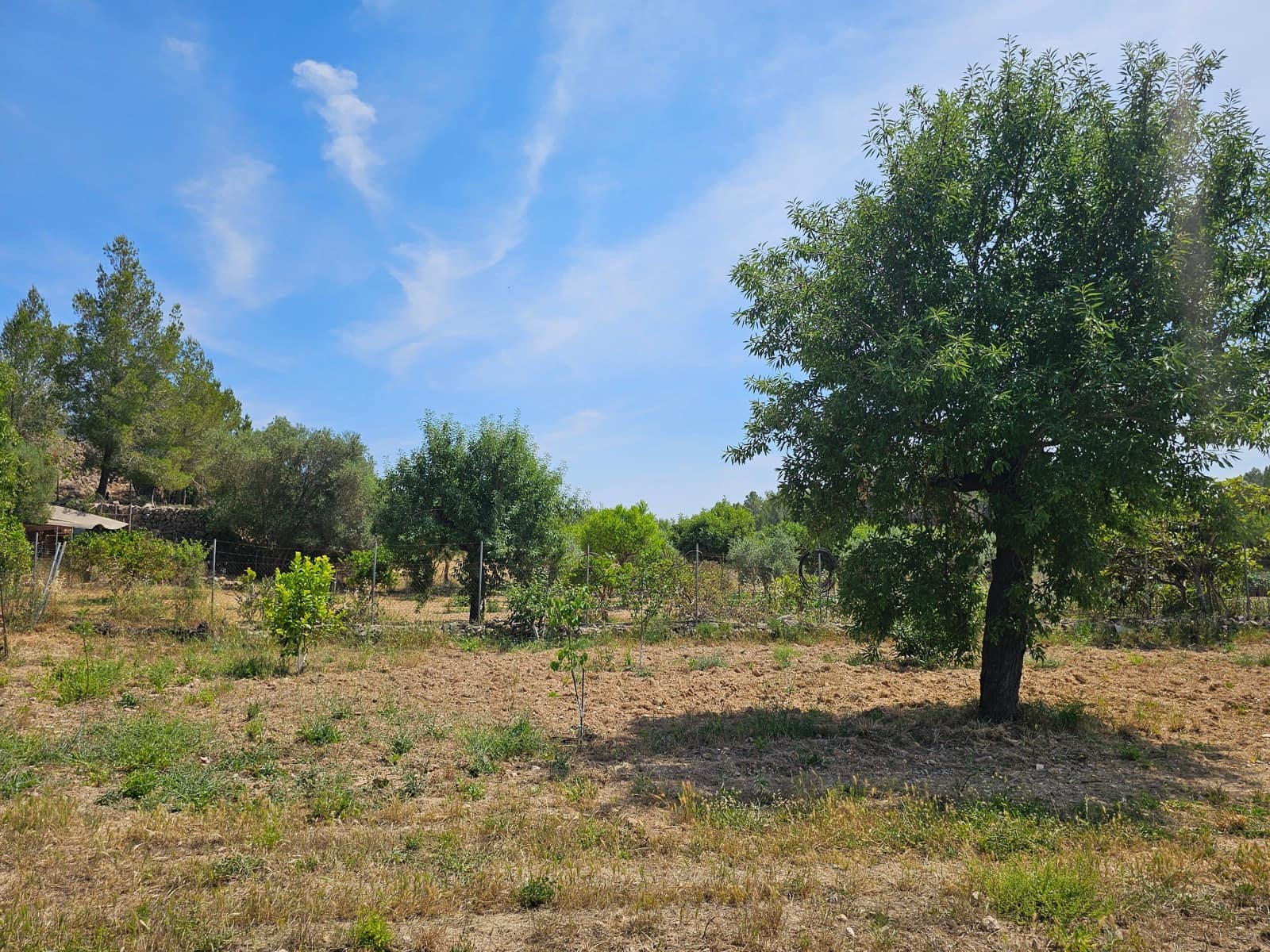 Undeveloped Land for sale in Calvia - € 180,000 (Ref: 9879873)