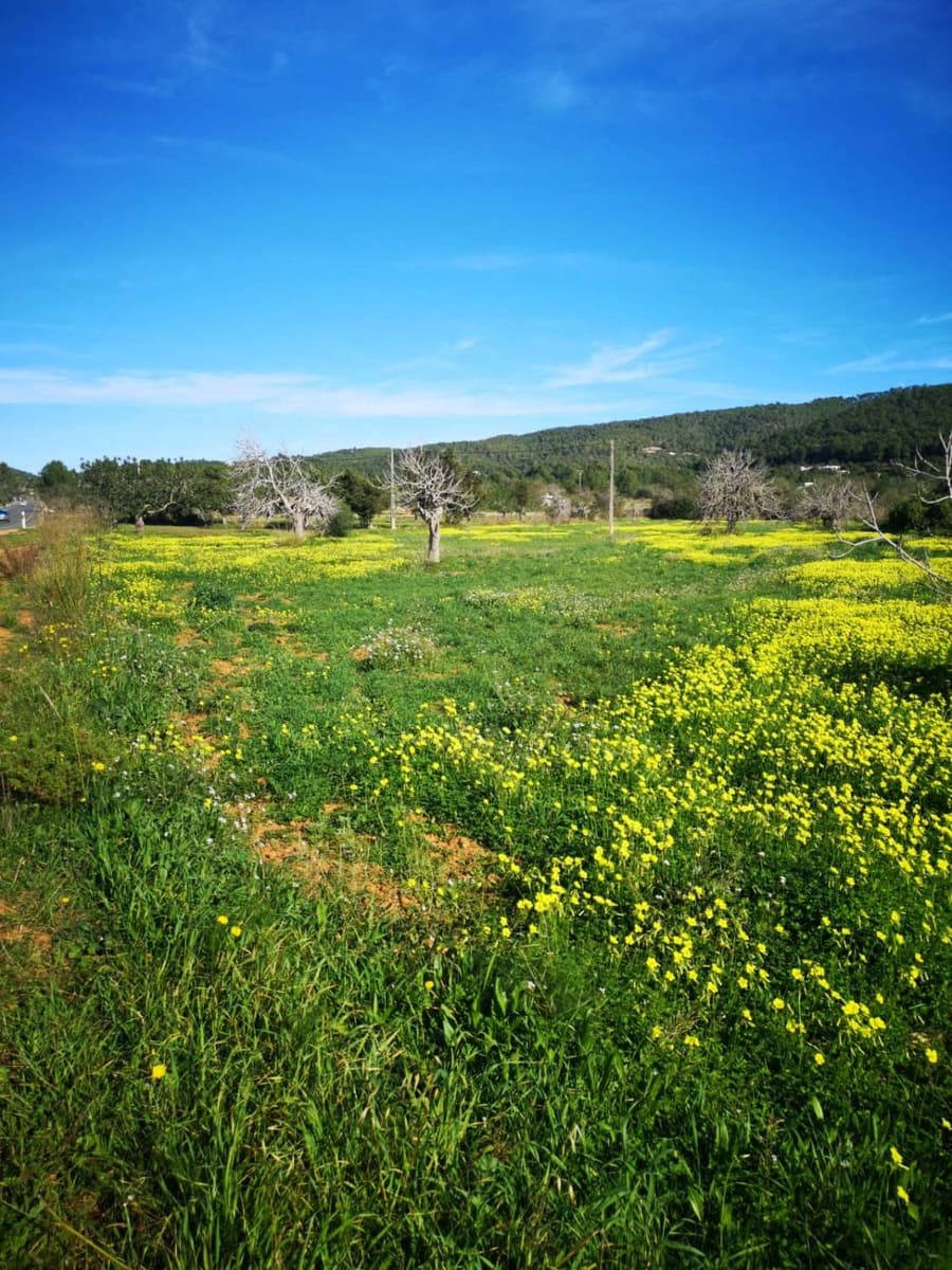 Area Edificabile in vendita in Sant Joan de Labritja - 1.550.000 € (Rif: 10080543)