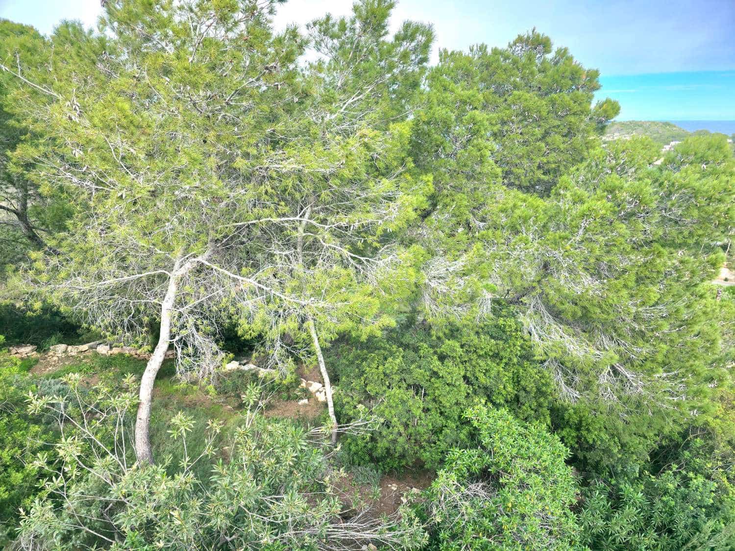 Działka budowlana na sprzedaż w Sant Joan de Labritja - 3 100 000 € (Ref: 9611179)