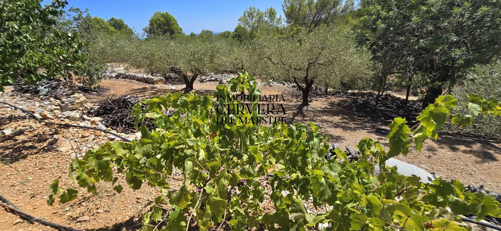 Bauplatz zu verkaufen in Peniscola - 95.000 € (Ref: 10033049)