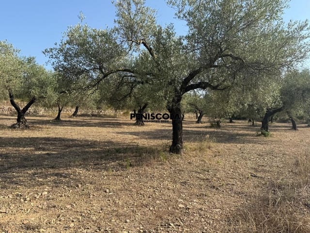 Finca/Country House for sale in Cervera del Maestre / Cervera del Maestrat - € 62,000 (Ref: 9164554)