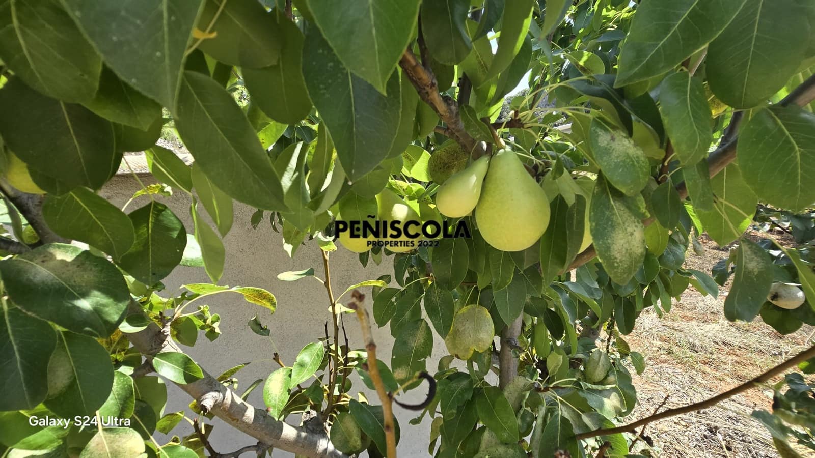 Finca/Landgut zu verkaufen in Cervera del Maestre / Cervera del Maestrat - 15.000 € (Ref: 9319648)