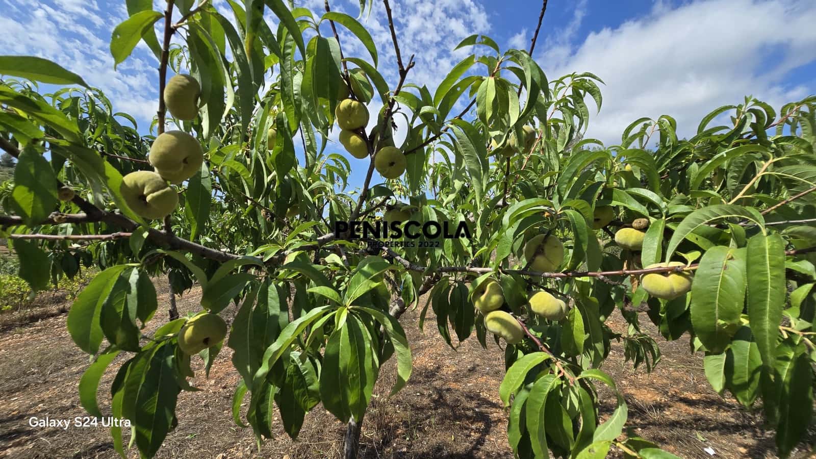 Finca/Landgut zu verkaufen in Cervera del Maestre / Cervera del Maestrat - 15.000 € (Ref: 9319648)