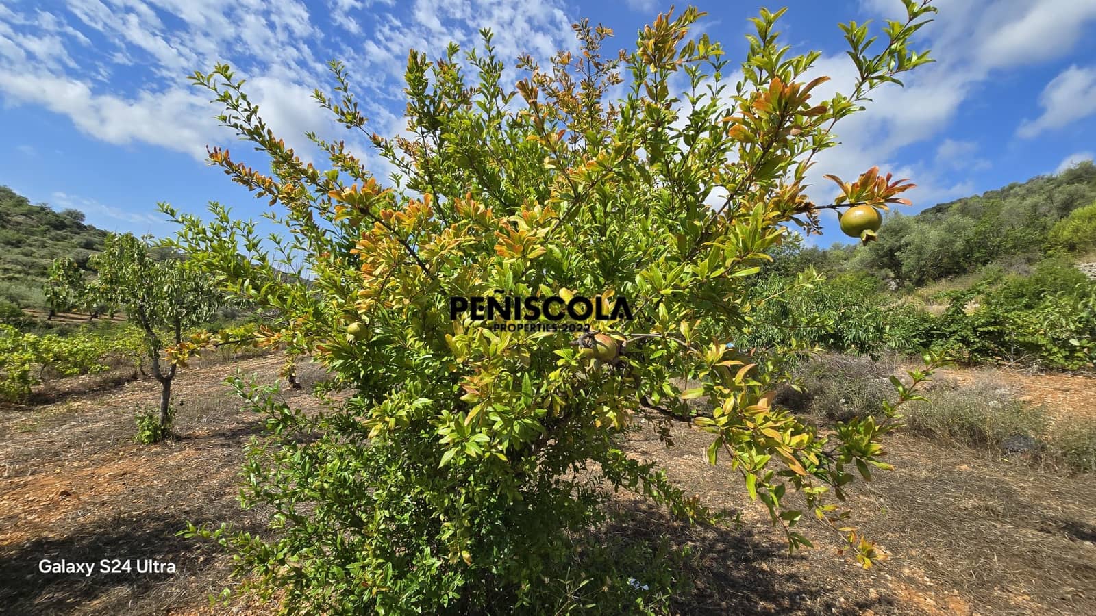 Finca/Landgut zu verkaufen in Cervera del Maestre / Cervera del Maestrat - 15.000 € (Ref: 9319648)