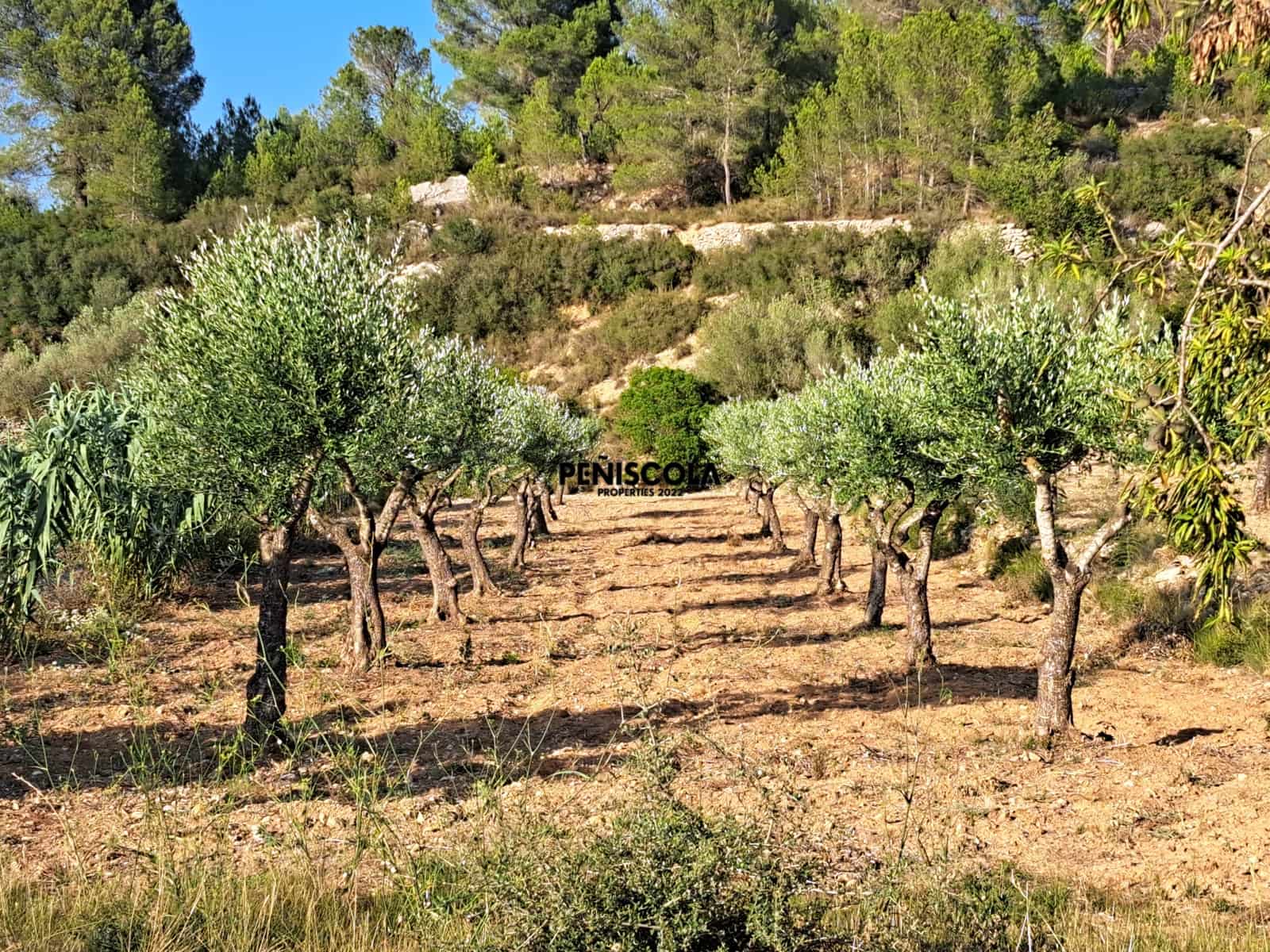 9 Zimmer Pension zu verkaufen in Calig mit Pool Garage - 755.000 € (Ref: 9534590)