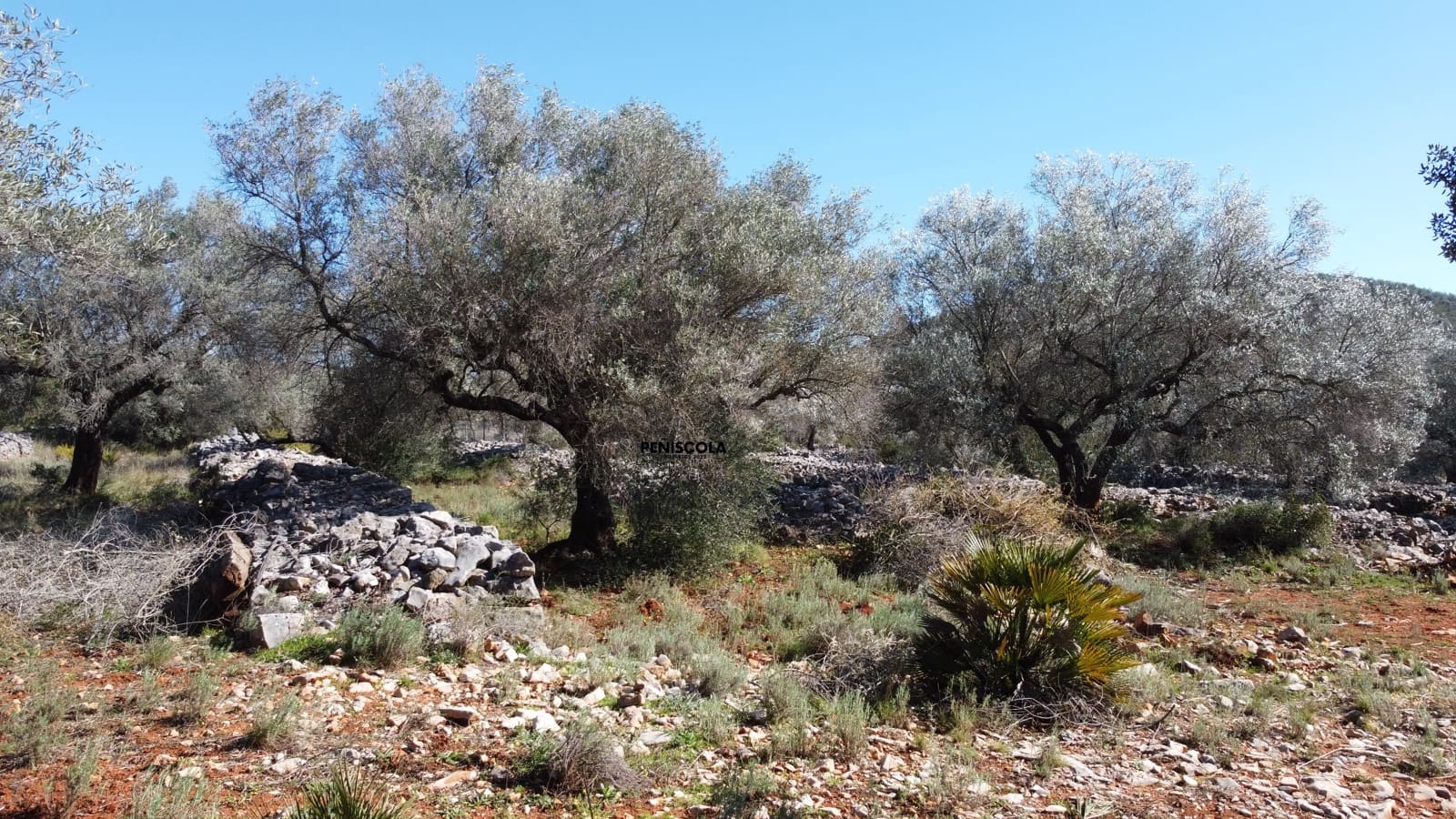 Finca/Landgut zu verkaufen in Santa Magdalena de Polpis - 67.000 € (Ref: 9598070)