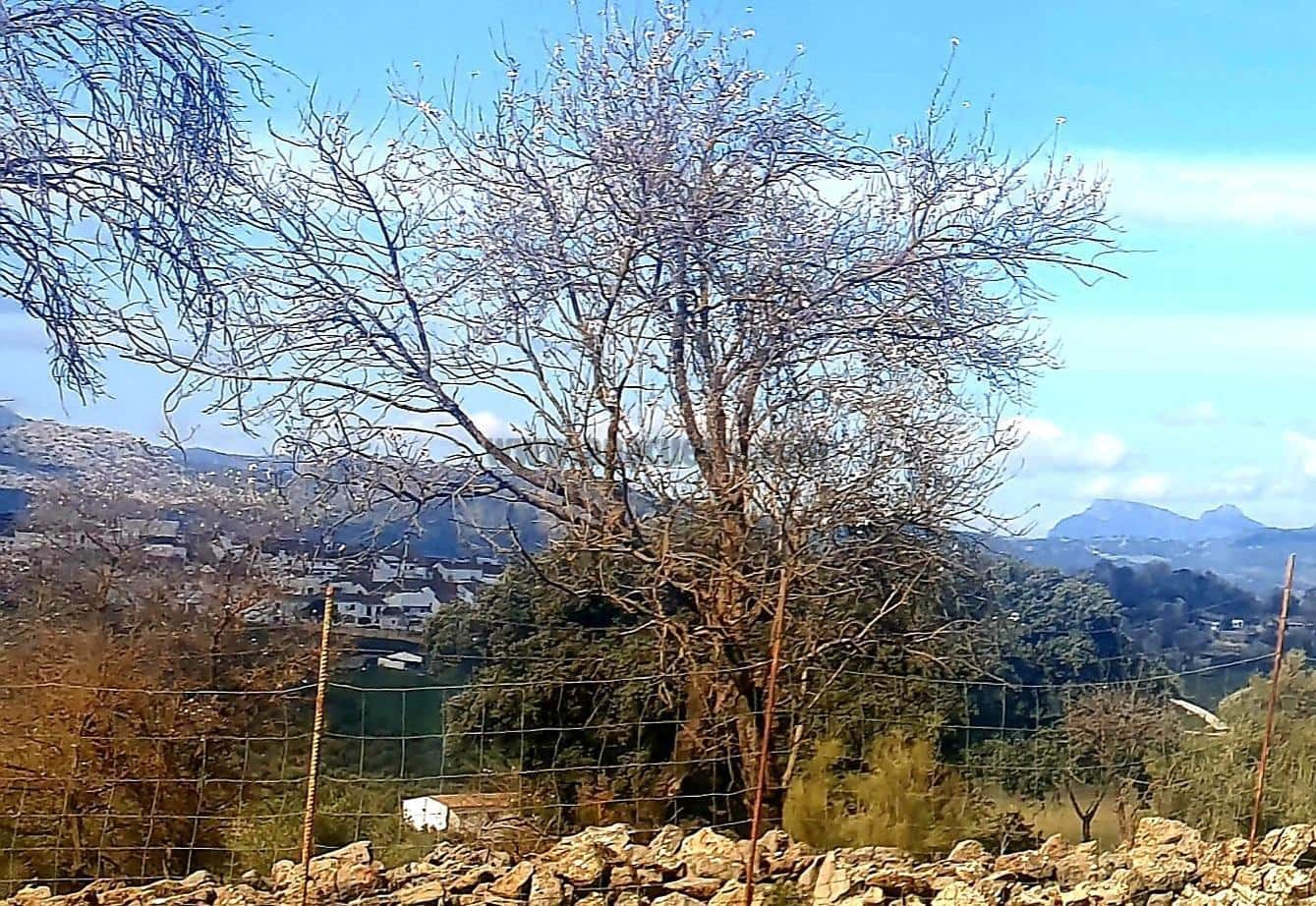 Rakentamaton maa myytävänä paikassa Ronda - 195 000 € (Ref: 9234876)