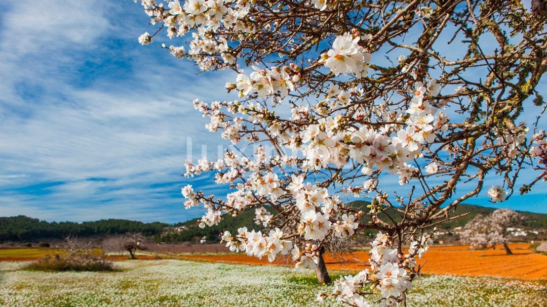 5 soveværelse Villa til salg i Sant Antoni de Portmany med garage - € 2.250.000 (Ref: 8840517)