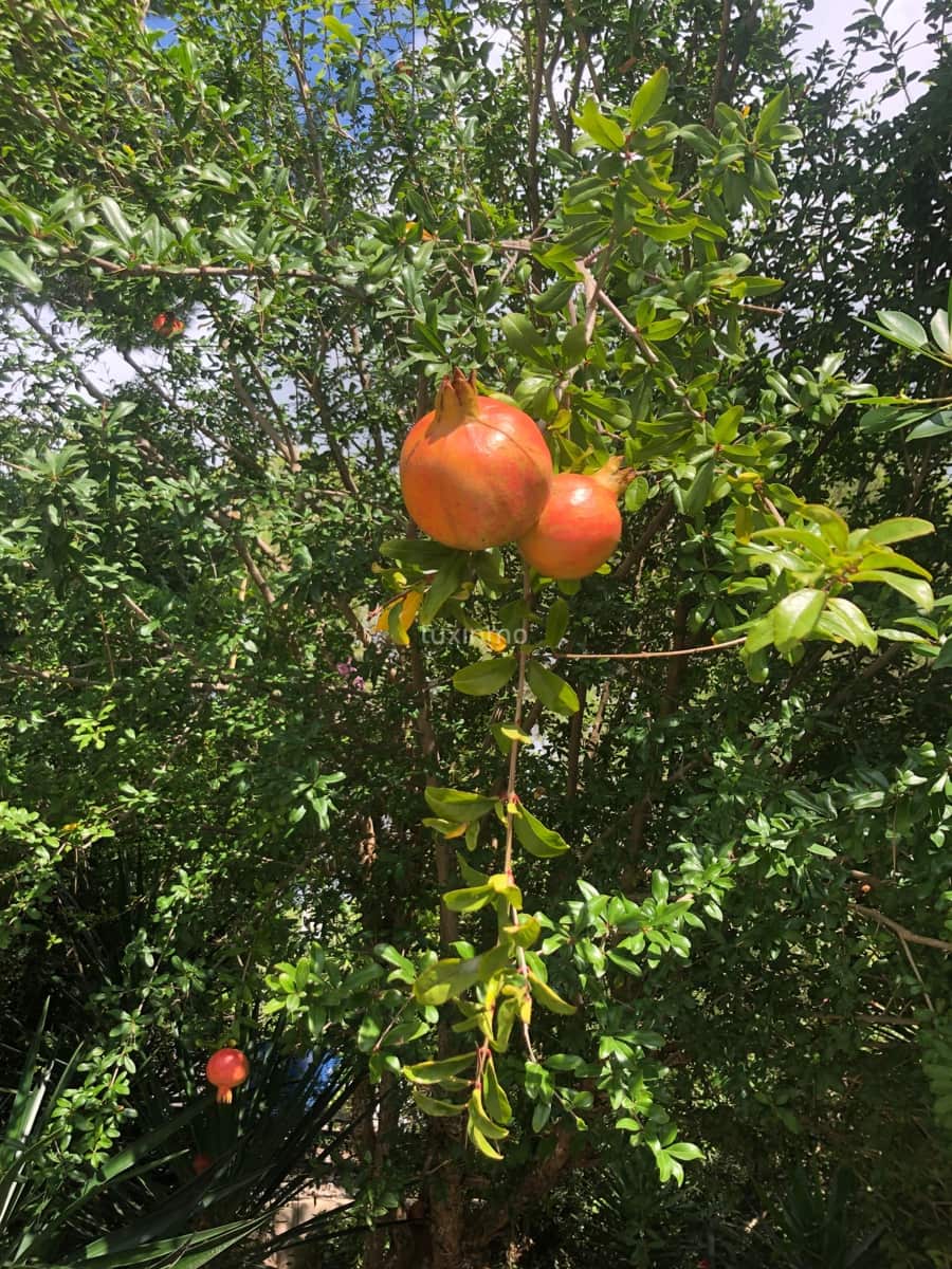 3 soveværelse Villa til leje i San Jose / Sant Josep de Sa Talaia med swimmingpool garage - € 12.500 (Ref: 9674783)