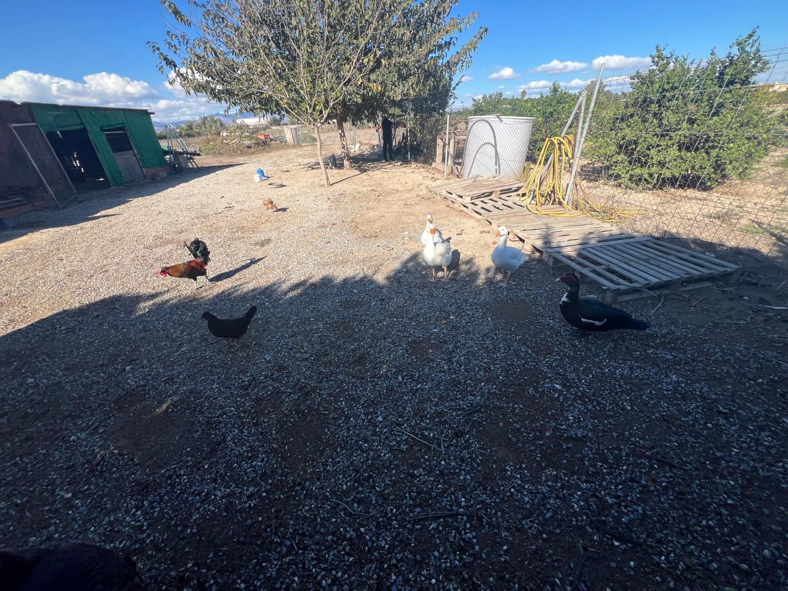 4 sovrum Finca/Hus på landet till salu i Dolores med pool - 525 000 € (Ref: 9415898)