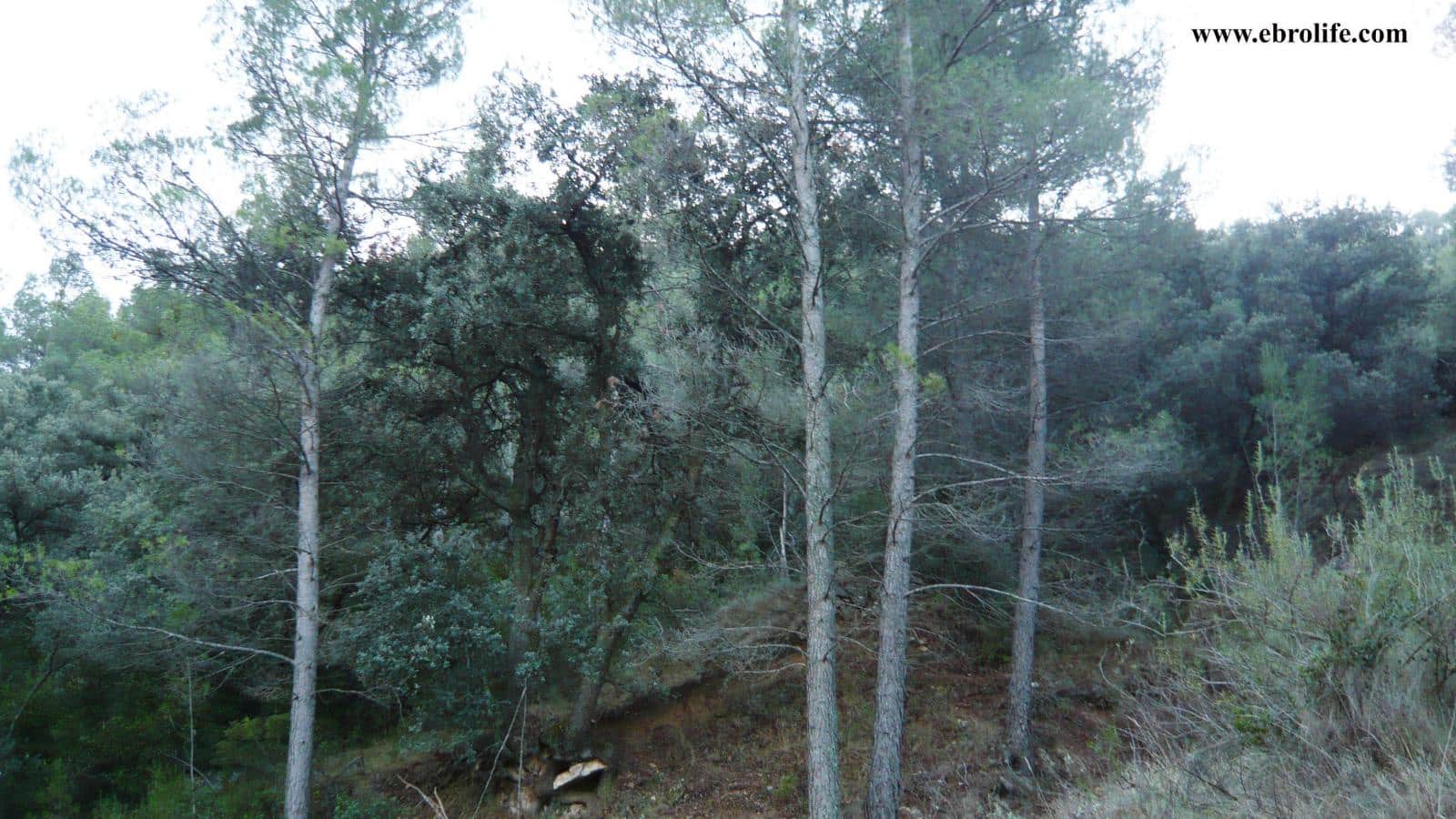 Finca/Landhuis te koop in Valderrobres - € 75.000 (Ref: 5742843)