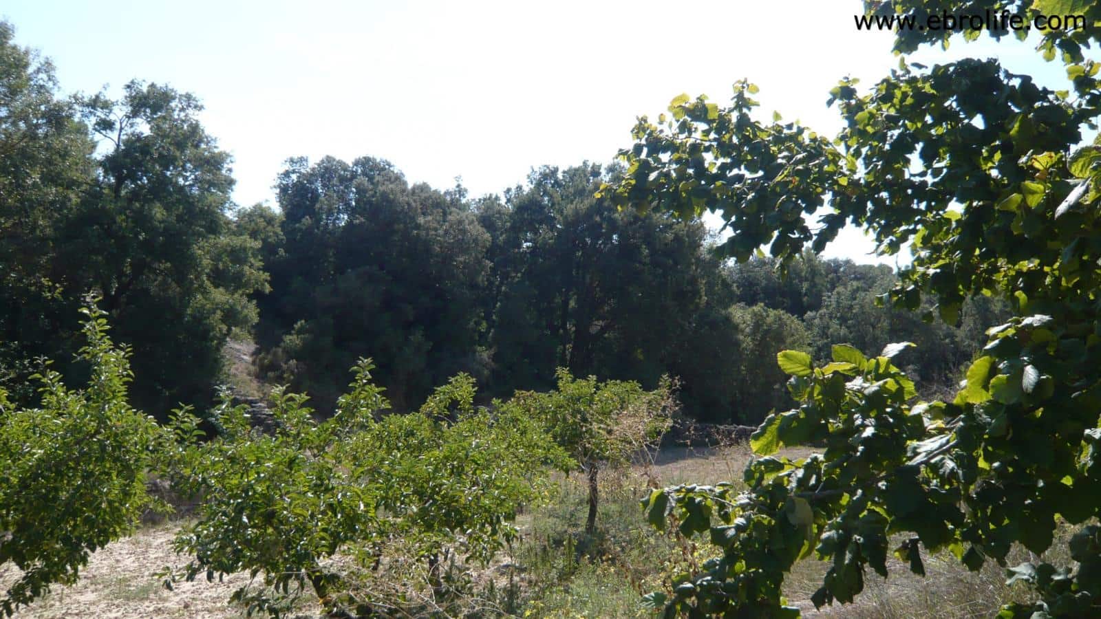 Finca/Landehus til salg i Calaceite - € 65.000 (Ref: 5742902)