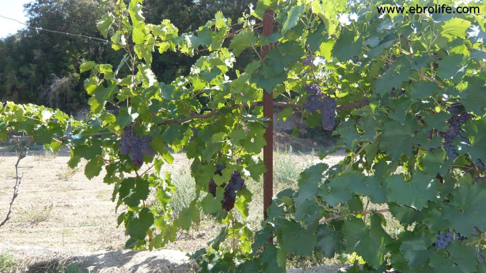 Finca/Landehus til salg i Calaceite - € 65.000 (Ref: 5742902)