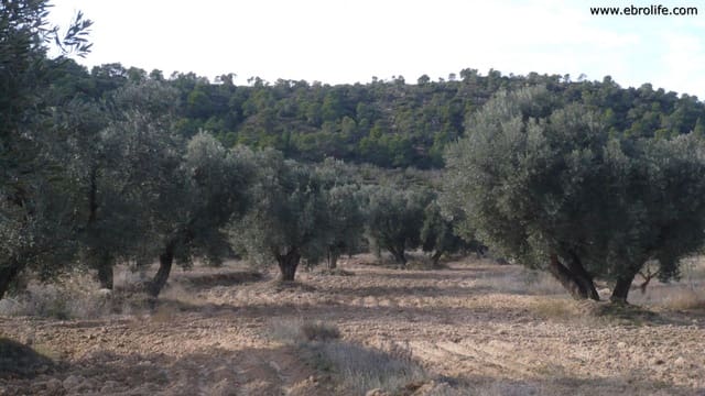 1 bedroom Finca/Country House for sale in Maella - € 48,000 (Ref: 5742908)