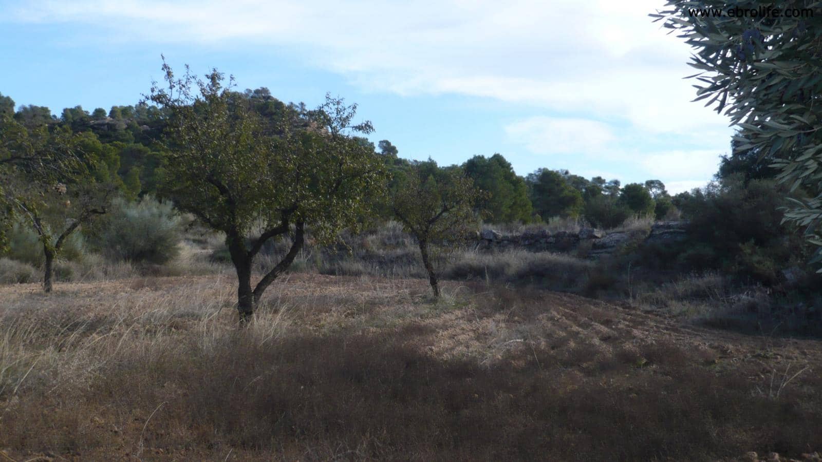 1 soveværelse Finca/Landehus til salg i Maella - € 48.000 (Ref: 5742908)