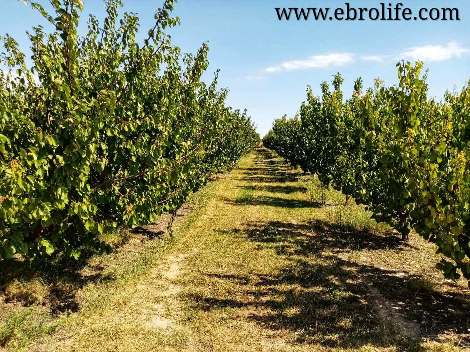 6 soverom Villa til salgs i Caspe med garasje - € 700 000 (Ref: 5742929)