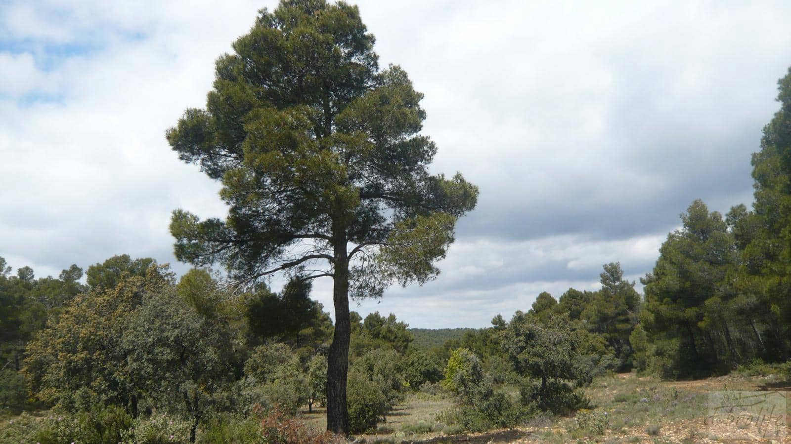 1 soveværelse Finca/Landehus til salg i Fornoles - € 12.000 (Ref: 6086309)