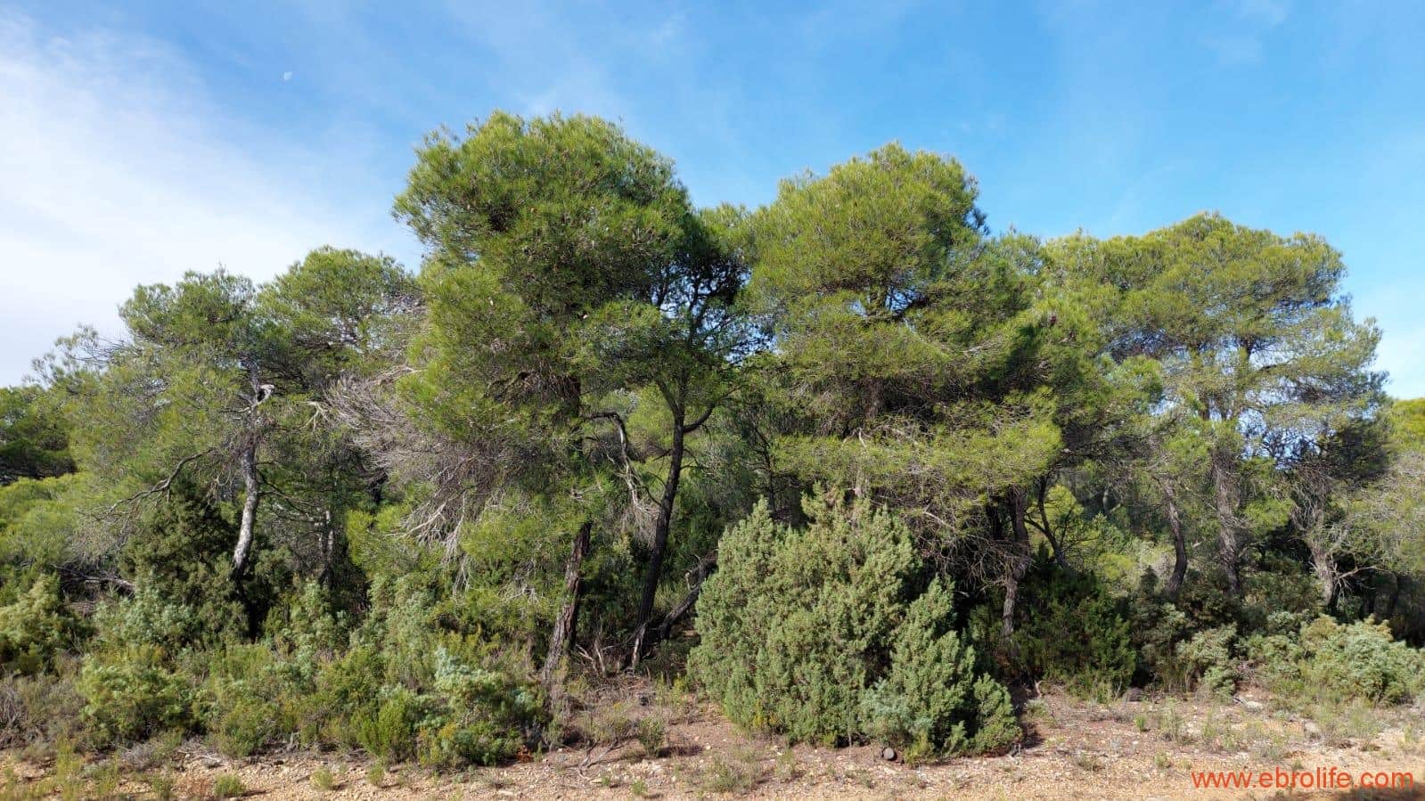 1 camera da letto Finca/Casa di Campagna in vendita in Fornoles - 38.000 € (Rif: 6086309)